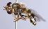  ( - CNC Diptera 229706)  @13 [ ] CreativeCommons - Attribution Non-Commercial Share-Alike (2014) Jeffrey H. Skevington Agriculture and Agri-Food Canada