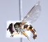  ( - CNC Diptera 229716)  @12 [ ] CreativeCommons - Attribution Non-Commercial Share-Alike (2014) Jeffrey H. Skevington Agriculture and Agri-Food Canada