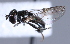  (Triglyphus primus - CNC Diptera 229721)  @13 [ ] CreativeCommons - Attribution Non-Commercial Share-Alike (2014) Jeffrey H. Skevington Agriculture and Agri-Food Canada