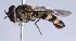  ( - CNC Diptera 229783)  @13 [ ] CreativeCommons - Attribution Non-Commercial Share-Alike (2014) Jeffrey H. Skevington Agriculture and Agri-Food Canada