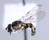  ( - CNC Diptera 229844)  @14 [ ] CreativeCommons - Attribution Non-Commercial Share-Alike (2014) Jeffrey H. Skevington Agriculture and Agri-Food Canada