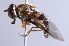  ( - CNC Diptera 229910)  @13 [ ] CreativeCommons - Attribution Non-Commercial Share-Alike (2014) Jeffrey H. Skevington Agriculture and Agri-Food Canada