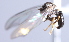  ( - INB 0004333735)  @12 [ ] CreativeCommons - Attribution Non-Commercial Share-Alike (2014) Jeffrey H. Skevington Agriculture and Agri-Food Canada