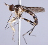  (Stylogaster sp. ZUR5 - INB 0004337126)  @15 [ ] CreativeCommons - Attribution Non-Commercial Share-Alike (2014) Jeffrey H. Skevington Agriculture and Agri-Food Canada