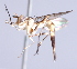  (Stylogaster sp. ZUR3 - INB 0004355774)  @14 [ ] CreativeCommons - Attribution Non-Commercial Share-Alike (2014) Jeffrey H. Skevington Agriculture and Agri-Food Canada