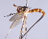  (Stylogaster sp. ZUR1 - INB 0004371135)  @11 [ ] CreativeCommons - Attribution Non-Commercial Share-Alike (2014) Jeffrey H. Skevington Agriculture and Agri-Food Canada