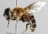  (Eristalis vitripennis - Jeff Skevington Specimen 30001)  @15 [ ] CreativeCommons - Attribution Non-Commercial Share-Alike (2014) Jeffrey H. Skevington Agriculture and Agri-Food Canada