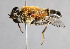  ( - Jeff Skevington Specimen 30003)  @14 [ ] CreativeCommons - Attribution Non-Commercial Share-Alike (2014) Jeffrey H. Skevington Agriculture and Agri-Food Canada