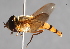  ( - Jeff Skevington Specimen 30017)  @13 [ ] CreativeCommons - Attribution Non-Commercial Share-Alike (2014) Jeffrey H. Skevington Agriculture and Agri-Food Canada