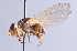  ( - Jeff Skevington Specimen 30341)  @11 [ ] CreativeCommons - Attribution Non-Commercial Share-Alike (2014) Jeffrey H. Skevington Agriculture and Agri-Food Canada