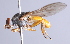  ( - Jeff Skevington Specimen 30351)  @13 [ ] CreativeCommons - Attribution Non-Commercial Share-Alike (2014) Jeffrey H. Skevington Agriculture and Agri-Food Canada
