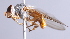  ( - Jeff Skevington Specimen 30354)  @13 [ ] CreativeCommons - Attribution Non-Commercial Share-Alike (2014) Jeffrey H. Skevington Agriculture and Agri-Food Canada