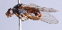  (Brachyopa minima - Jeff Skevington Specimen 30357)  @14 [ ] CreativeCommons - Attribution Non-Commercial Share-Alike (2014) Jeffrey H. Skevington Agriculture and Agri-Food Canada