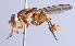  ( - Jeff Skevington Specimen 30359)  @14 [ ] CreativeCommons - Attribution Non-Commercial Share-Alike (2014) Jeffrey H. Skevington Agriculture and Agri-Food Canada