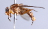  ( - Jeff Skevington Specimen 30364)  @12 [ ] CreativeCommons - Attribution Non-Commercial Share-Alike (2014) Jeffrey H. Skevington Agriculture and Agri-Food Canada