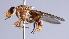  ( - Jeff Skevington Specimen 30365)  @11 [ ] CreativeCommons - Attribution Non-Commercial Share-Alike (2014) Jeffrey H. Skevington Agriculture and Agri-Food Canada