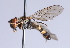  ( - Jeff Skevington Specimen 30376)  @14 [ ] CreativeCommons - Attribution Non-Commercial Share-Alike (2014) Jeffrey H. Skevington Agriculture and Agri-Food Canada