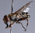  ( - Jeff Skevington Specimen 30381)  @13 [ ] CreativeCommons - Attribution Non-Commercial Share-Alike (2014) Jeffrey H. Skevington Agriculture and Agri-Food Canada