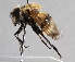  ( - Jeff Skevington Specimen 30390)  @13 [ ] CreativeCommons - Attribution Non-Commercial Share-Alike (2014) Jeffrey H. Skevington Agriculture and Agri-Food Canada