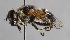  ( - Jeff Skevington Specimen 30394)  @13 [ ] CreativeCommons - Attribution Non-Commercial Share-Alike (2014) Jeffrey H. Skevington Agriculture and Agri-Food Canada
