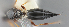  ( - FSCA_00095881)  @11 [ ] CreativeCommons - Attribution Share-Alike (2023) Unspecified Florida Department of Agriculture and Consumer Services, Division of Plant Industry
