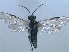  (Pachyprotasis simulans - bf-sym-00042)  @13 [ ] CreativeCommons - Attribution Non-Commercial Share-Alike (2012) Ole Lonnve BioFokus