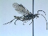  ( - bf-sym-00043)  @13 [ ] CreativeCommons - Attribution Non-Commercial Share-Alike (2012) Ole Lonnve BioFokus