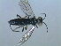  ( - bf-sym-00049)  @11 [ ] CreativeCommons - Attribution Non-Commercial Share-Alike (2012) Ole Lonnve BioFokus