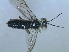  ( - bf-sym-00052)  @11 [ ] CreativeCommons - Attribution Non-Commercial Share-Alike (2012) Ole Lonnve BioFokus