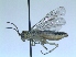 ( - bf-sym-00053)  @11 [ ] CreativeCommons - Attribution Non-Commercial Share-Alike (2012) Ole Lonnve BioFokus