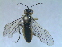  ( - bf-sym-00058)  @11 [ ] CreativeCommons - Attribution Non-Commercial Share-Alike (2012) Ole Lonnve BioFokus