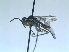  ( - bf-sym-00095)  @12 [ ] CreativeCommons - Attribution Non-Commercial Share-Alike (2012) Ole Lonnve BioFokus