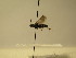  ( - bf-sym-00167)  @11 [ ] CreativeCommons - Attribution Share-Alike (2017) Lønnve, O.J BioFokus