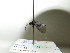  ( - bf-sym-00225)  @11 [ ] CreativeCommons - Attribution Share-Alike (2017) Lønnve, O.J BioFokus