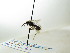  ( - bf-sym-00257)  @12 [ ] CreativeCommons - Attribution Share-Alike (2017) Lønnve, O.J BioFokus