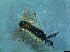  ( - bf-sym-00320)  @12 [ ] CreativeCommons - Attribution Share-Alike (2017) Lønnve, O.J BioFokus