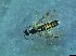  ( - bf-sym-00322)  @12 [ ] CreativeCommons - Attribution Share-Alike (2017) Lønnve, O.J BioFokus