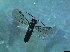  ( - bf-sym-00337)  @12 [ ] CreativeCommons - Attribution Share-Alike (2017) Lønnve, O.J BioFokus