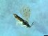  ( - bf-sym-00366)  @12 [ ] CreativeCommons - Attribution Share-Alike (2017) Lønnve, O.J BioFokus