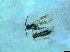  ( - bf-sym-00394)  @11 [ ] CreativeCommons - Attribution Share-Alike (2017) Lønnve, O.J BioFokus