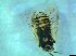  ( - bf-sym-00402)  @12 [ ] CreativeCommons - Attribution Share-Alike (2017) Lønnve, O.J BioFokus
