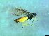  ( - bf-sym-00410)  @12 [ ] CreativeCommons - Attribution Share-Alike (2017) Lønnve, O.J BioFokus