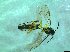  ( - bf-sym-00422)  @12 [ ] CreativeCommons - Attribution Share-Alike (2017) Lønnve, O.J BioFokus