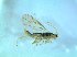  ( - bf-sym-00510)  @12 [ ] CreativeCommons - Attribution Share-Alike (2018) Lønnve, O.J BioFokus