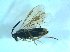  ( - bf-sym-00547)  @12 [ ] CreativeCommons - Attribution Share-Alike (2018) Lønnve, O.J BioFokus