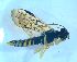  ( - bf-sym-00576)  @12 [ ] CreativeCommons - Attribution Share-Alike (2018) Lønnve, O.J BioFokus