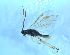  ( - bf-sym-00608)  @11 [ ] CreativeCommons - Attribution Share-Alike (2018) Lønnve, O.J BioFokus