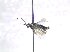  ( - bf-sym-00709)  @12 [ ] CreativeCommons - Attribution Share-Alike (2018) Lønnve, O.J BioFokus