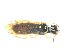  ( - bf-sym-00761)  @12 [ ] CreativeCommons - Attribution Share-Alike (2018) Lønnve, O.J BioFokus