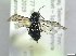  ( - bf-sym-00813)  @11 [ ] CreativeCommons - Attribution Share-Alike (2019) Lønnve, O.J BioFokus